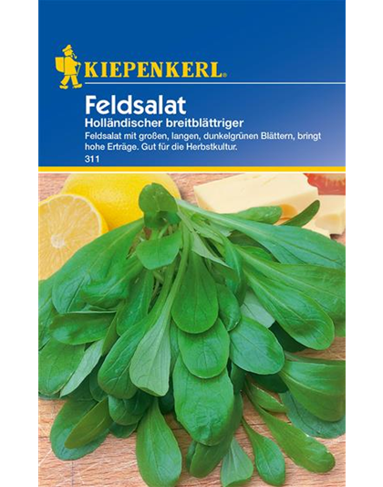 Feldsalat 'Holländischer Breitblättriger'