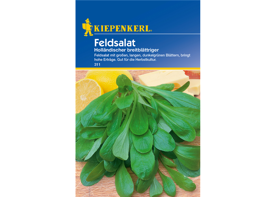 Feldsalat 'Holländischer Breitblättriger'