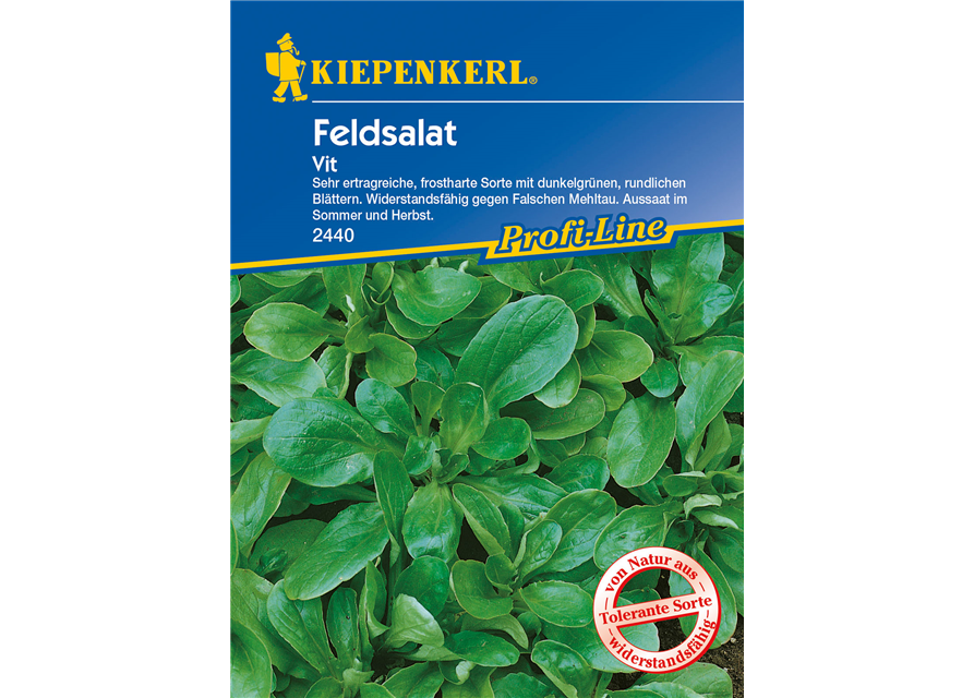 Feldsalat 'Vit'