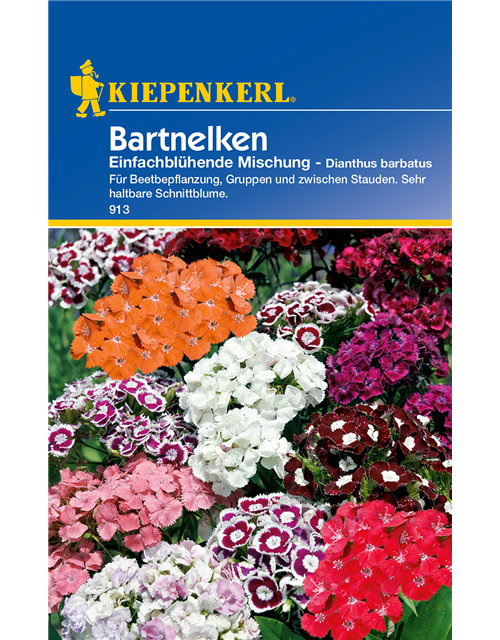 Garten-Bart-Nelke