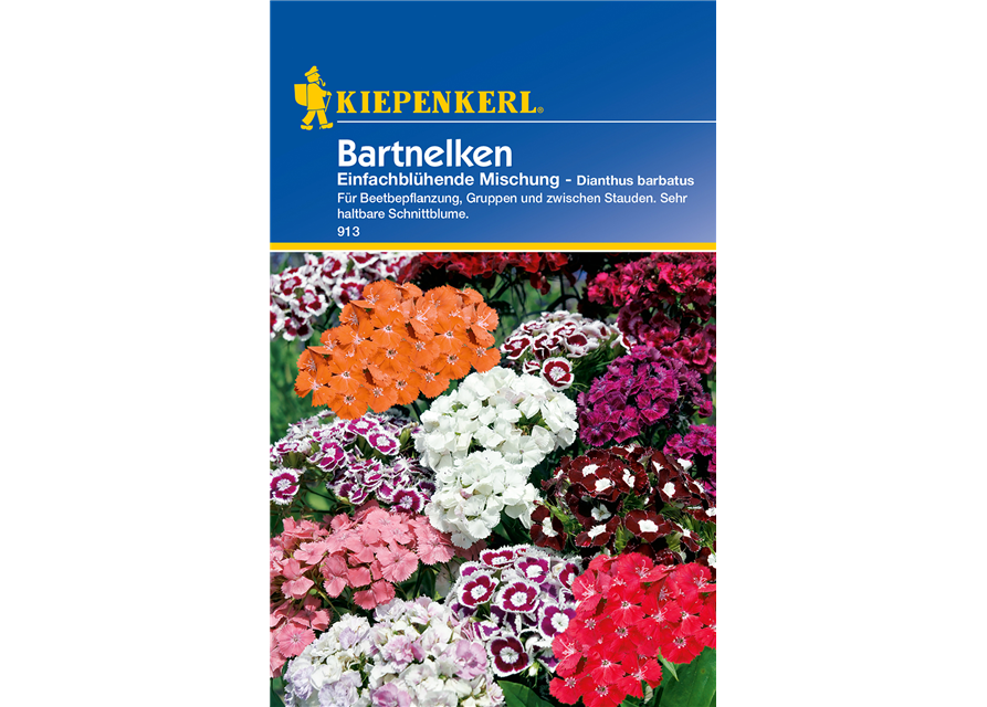 Garten-Bart-Nelke