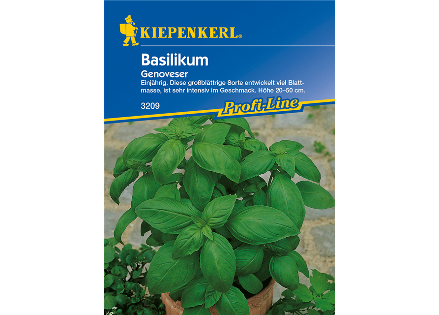 Garten-Basilikum 'Genoveser'