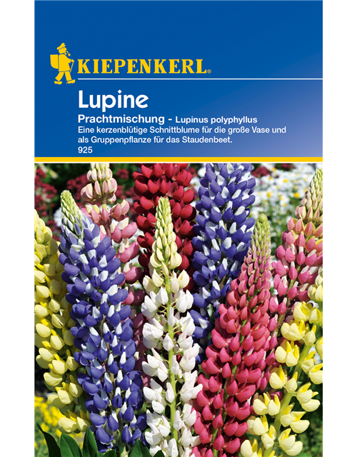 Garten-Lupine 'Prachtmischung'