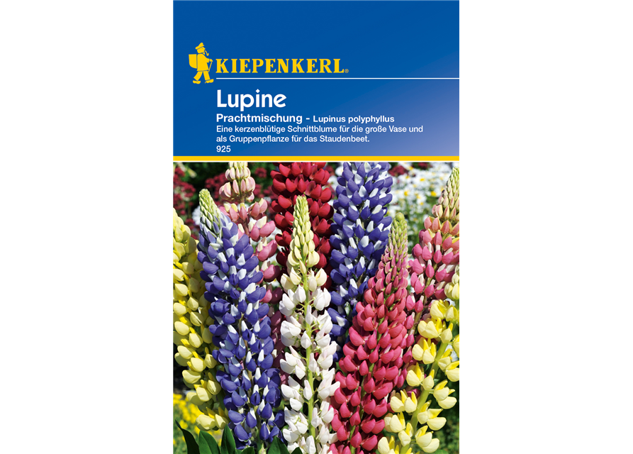 Garten-Lupine 'Prachtmischung'