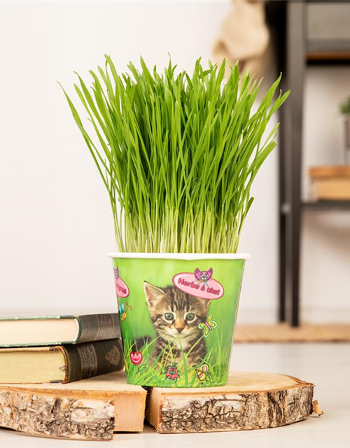 Katzengras