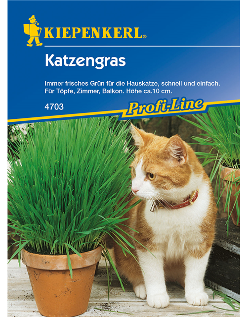 Katzengras