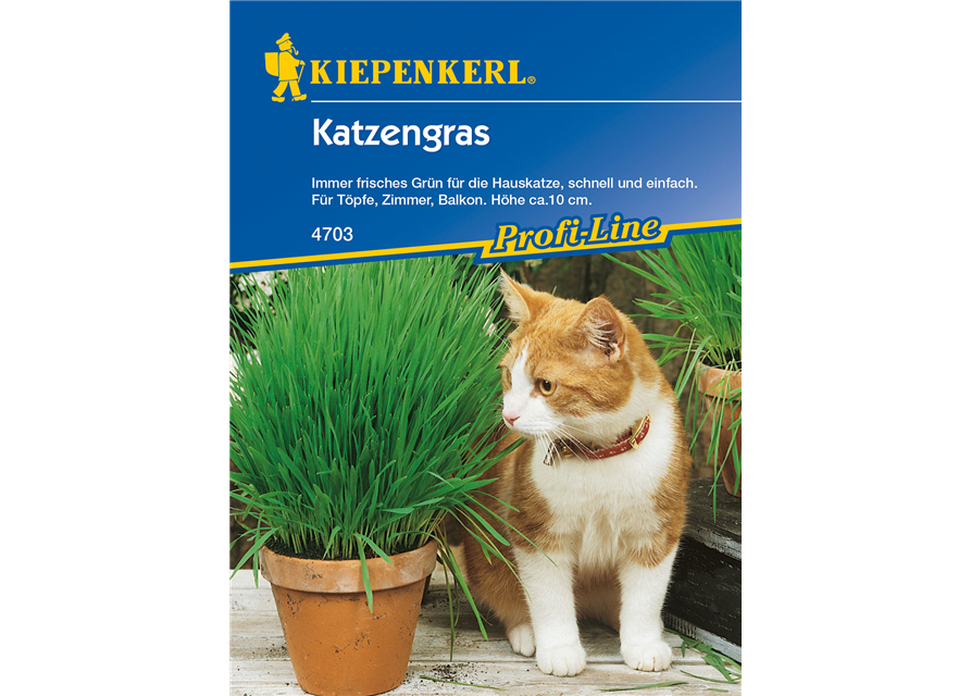 Katzengras