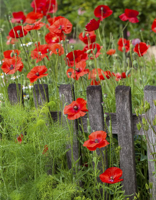 Klatsch-Mohn