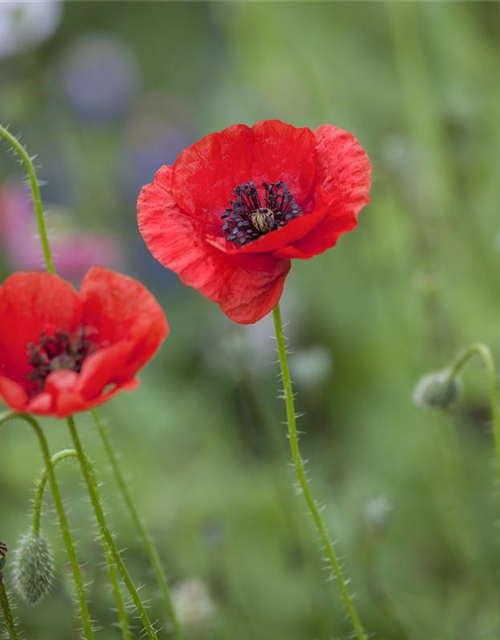 Klatsch-Mohn