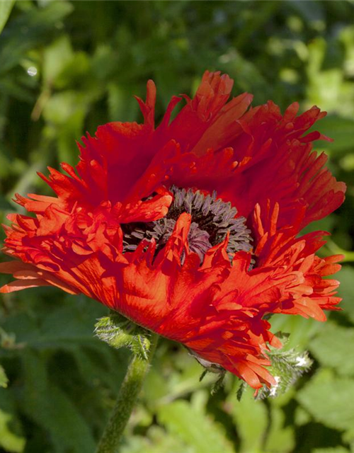 Klatsch-Mohn