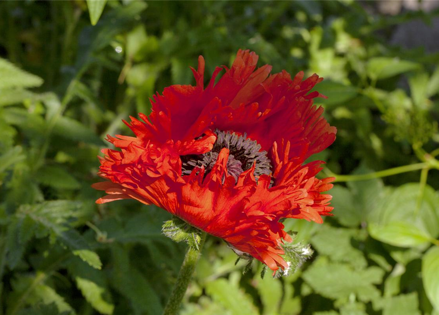 Klatsch-Mohn