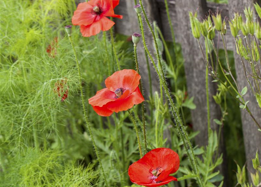 Klatsch-Mohn