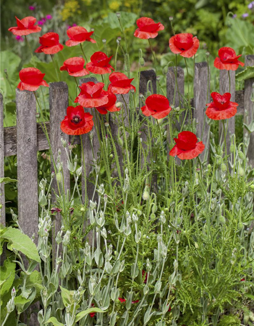 Klatsch-Mohn