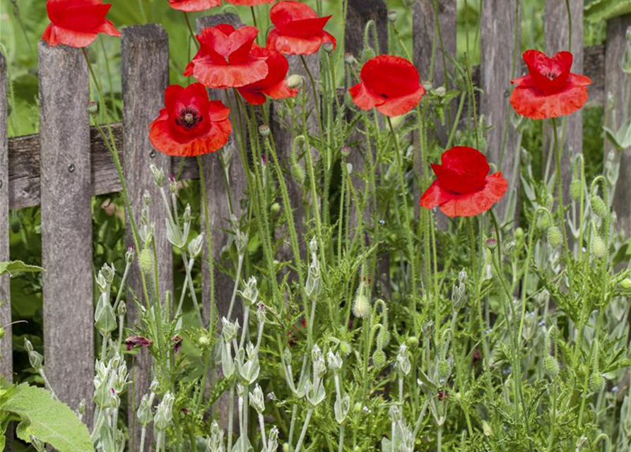 Klatsch-Mohn