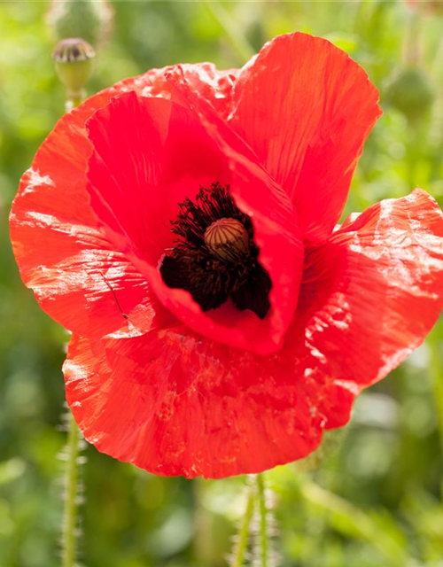 Klatsch-Mohn