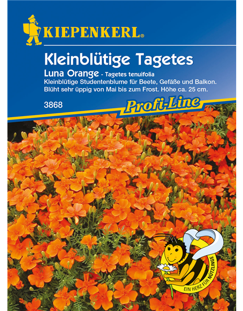 Kleinblütige Tagetes 'Luna Orange'