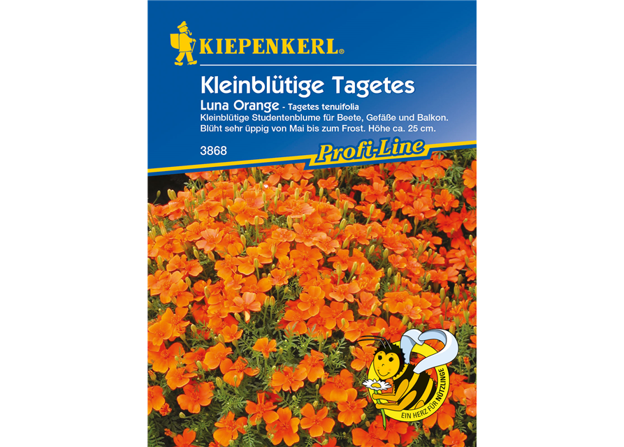 Kleinblütige Tagetes 'Luna Orange'