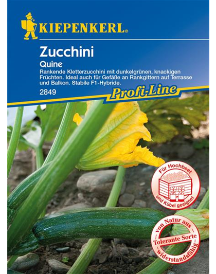 Kletter-Zucchini 'Quine'