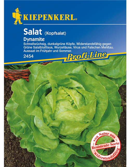 Kopfsalat 'Dynamite'