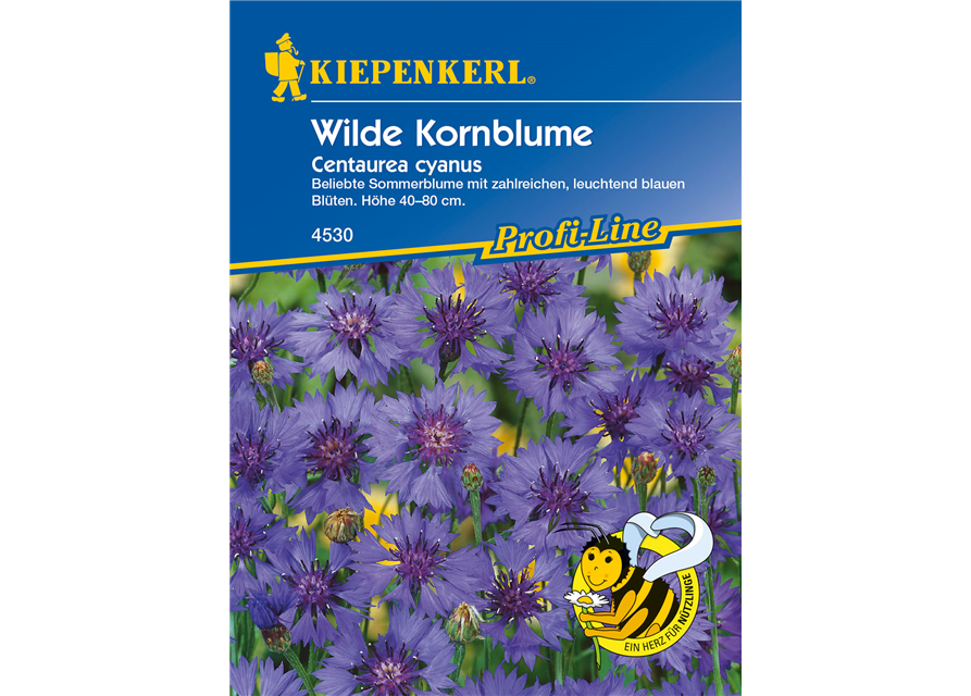 Kornblume