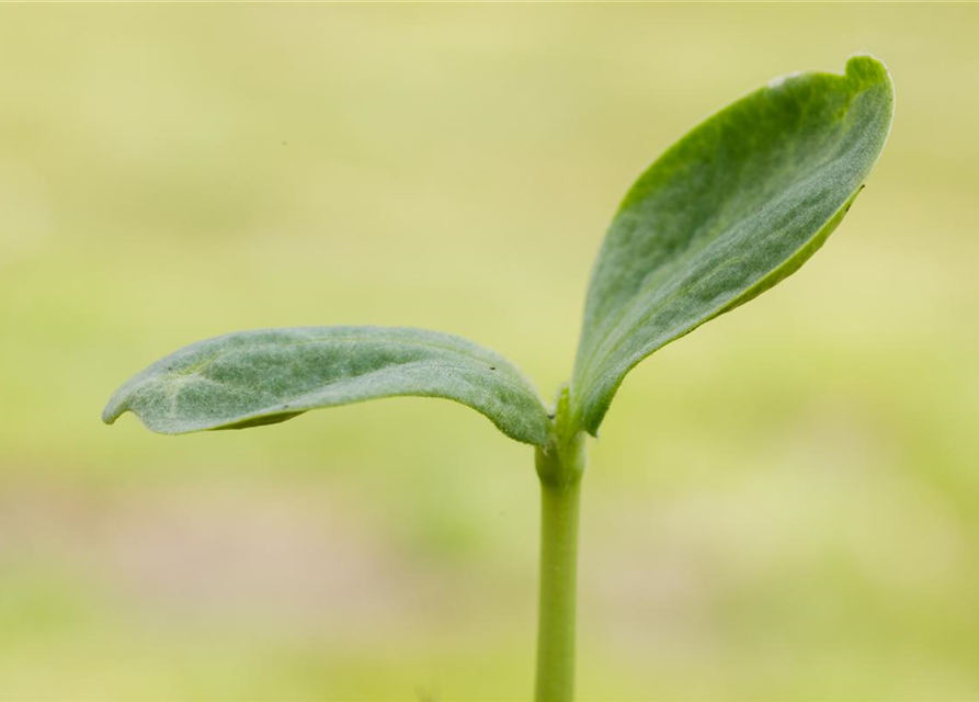 Kürbis 'Hokkaido'