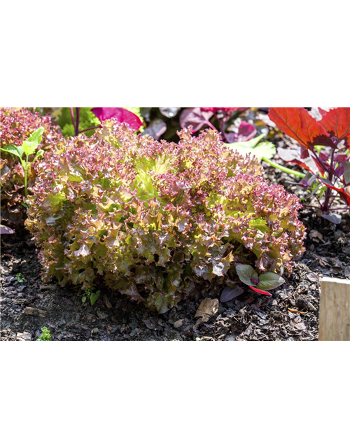 Pflücksalat 'Lollo rosso'