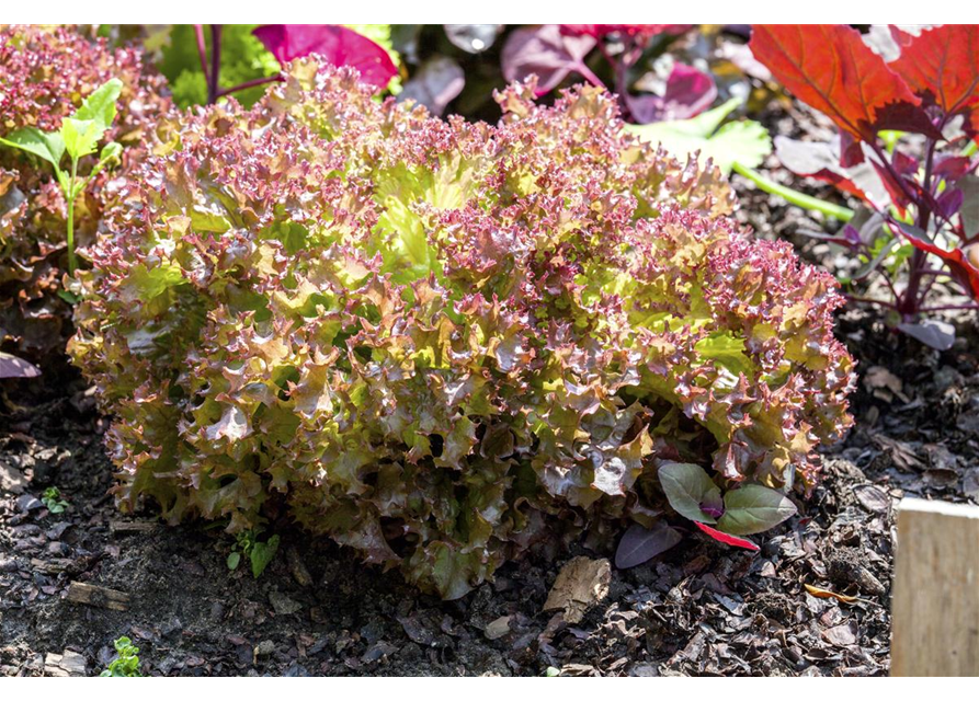 Pflücksalat 'Lollo rosso'