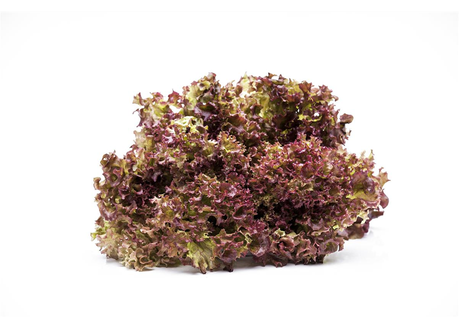 Pflücksalat 'Lollo rosso'