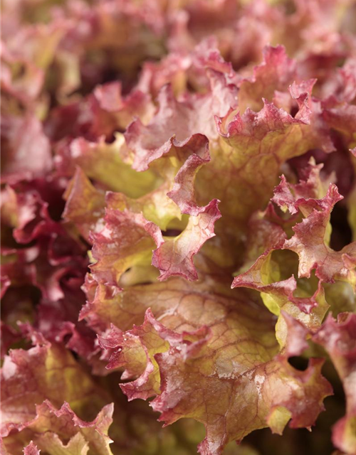 Pflücksalat 'Lollo rosso'