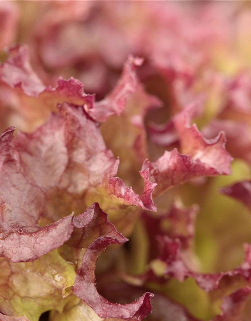 Pflücksalat 'Lollo rosso'