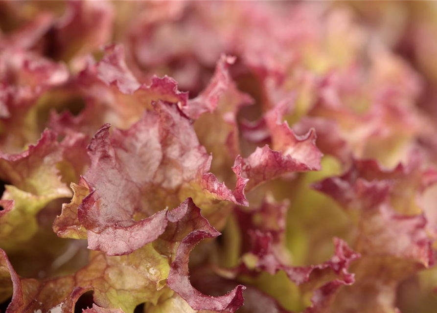 Pflücksalat 'Lollo rosso'