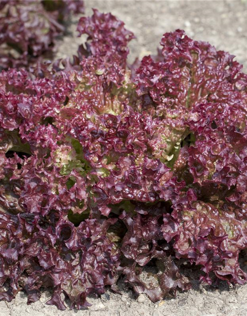 Pflücksalat 'Lollo rosso'