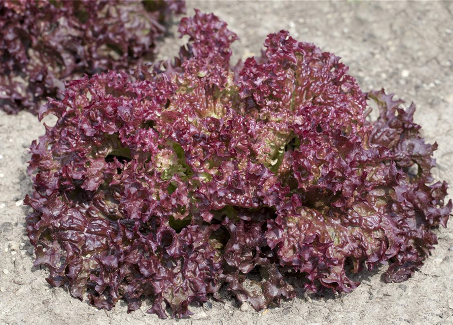 Pflücksalat 'Lollo rosso'