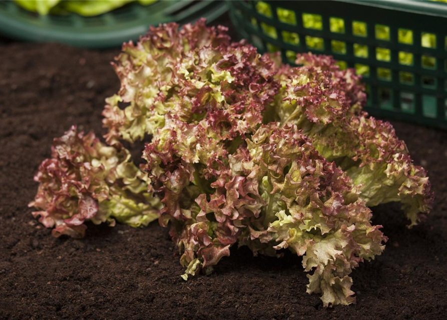 Pflücksalat 'Lollo rosso'