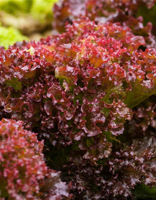 Pflücksalat 'Lollo rosso'