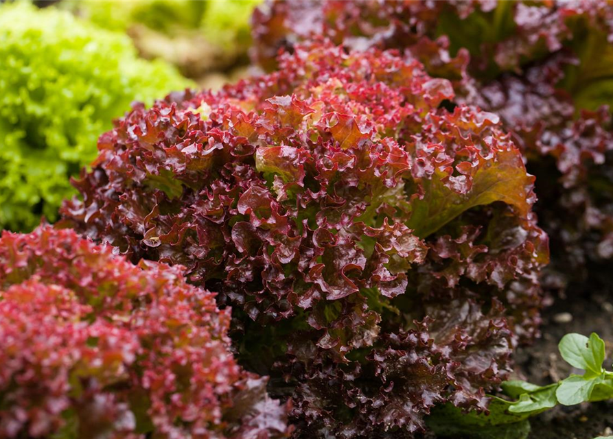 Pflücksalat 'Lollo rosso'