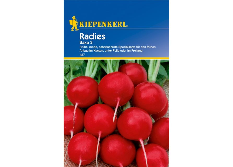 Radieschen 'Saxa 3'