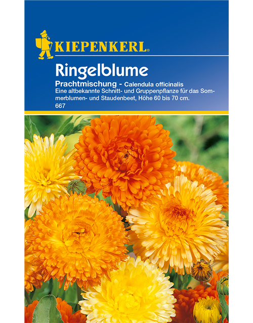 Ringelblume 'Prachtmischung'