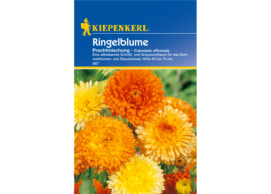 Ringelblume 'Prachtmischung'