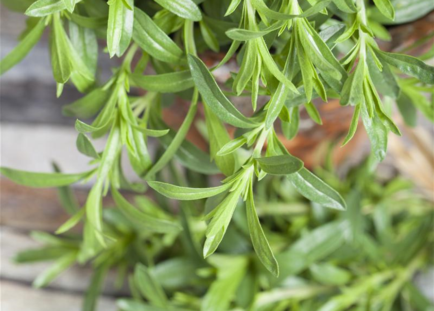 Sommer-Bohnenkraut