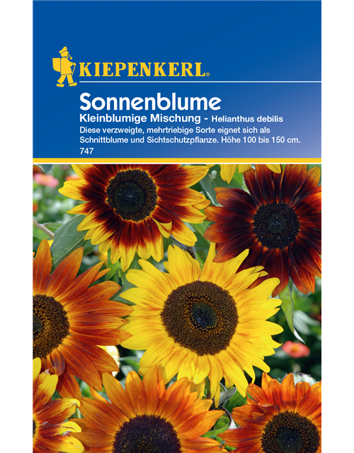 Sonnenblume 'Kleinblumige Mischung'