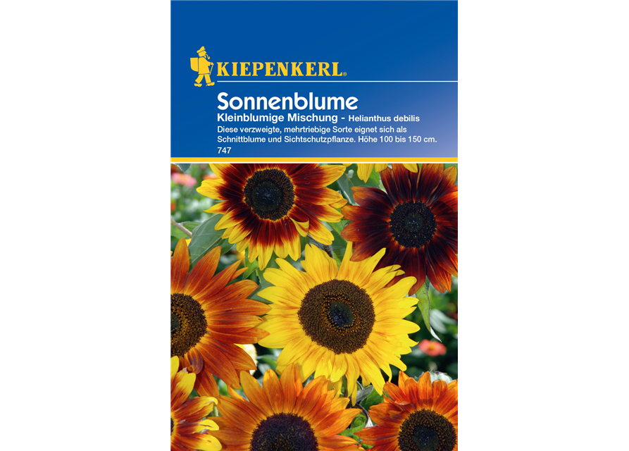 Sonnenblume 'Kleinblumige Mischung'