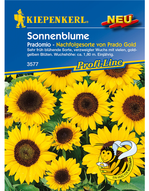 Sonnenblume 'Pradomio'