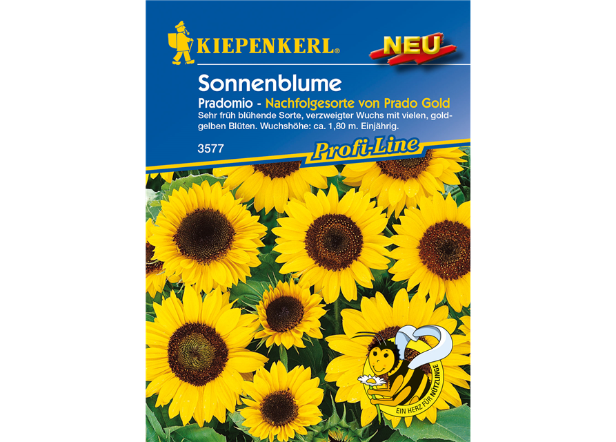 Sonnenblume 'Pradomio'