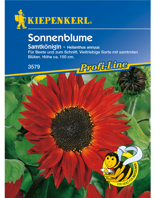 Sonnenblume 'Samtkönigin'