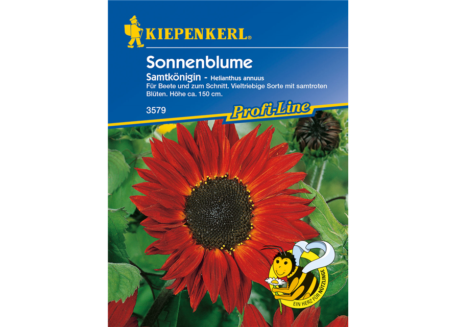 Sonnenblume 'Samtkönigin'