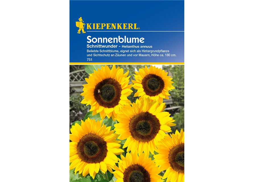 Sonnenblume 'Schnittwunder'