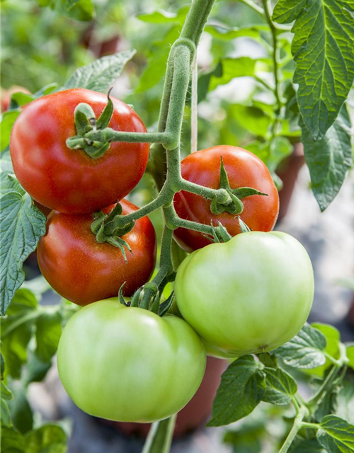 Tomate 'Harzfeuer F1'