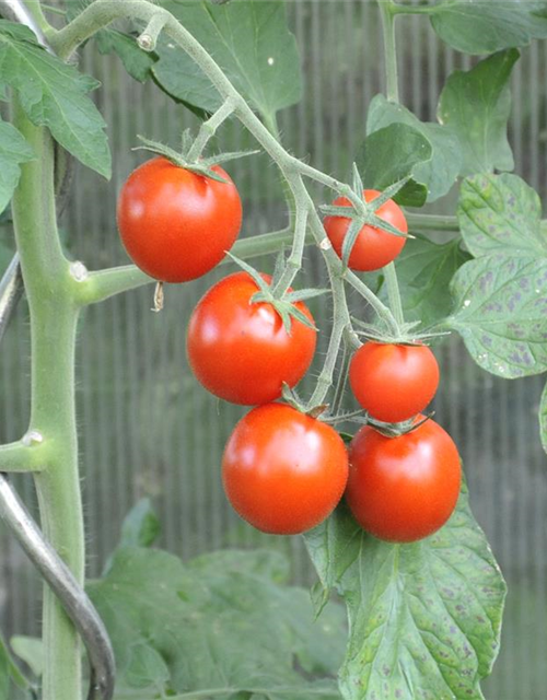 Tomate 'Picolino'