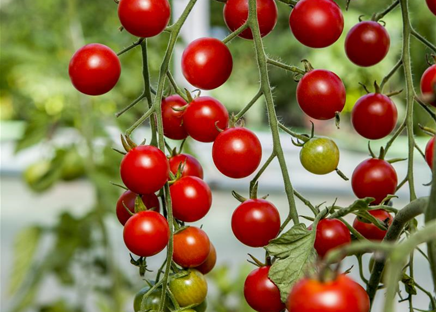 Tomate 'Tumbling Tom Red'